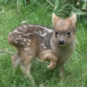 Meet your Posher, Millie